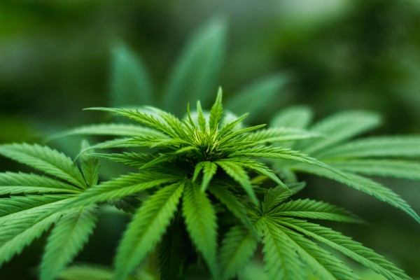 Mercado del Cannabis Mercado del Cannabis