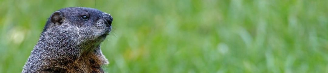 ¿Qué es y qué se celebra el Día de la Marmota en EE.UU?